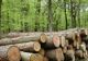 Lemne de foc direct din pădure. Ce ofertă are Direcția Silvică