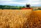 Record pentru România la recolta de grâu din acest an